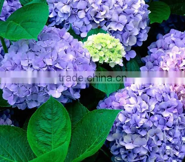 The Shrub Plant Hydrangea Macrophylla Seedling photo-5
