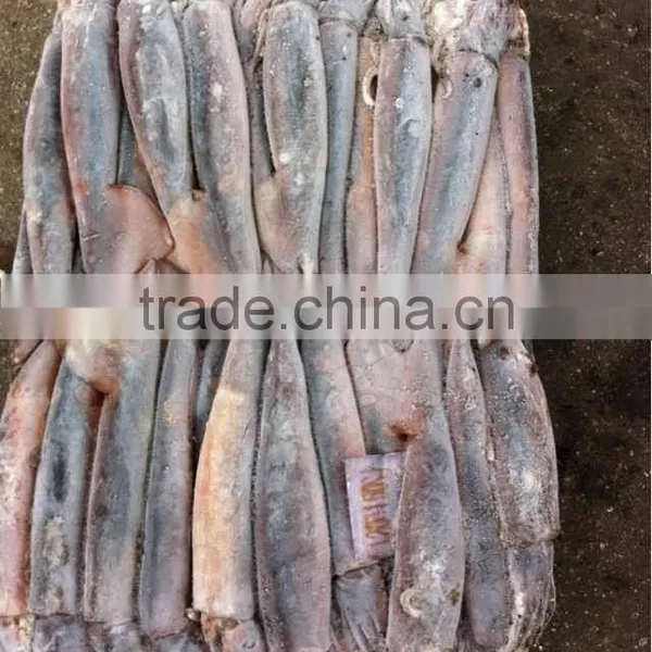 New Coming Illex Squid 100-150g photo-2