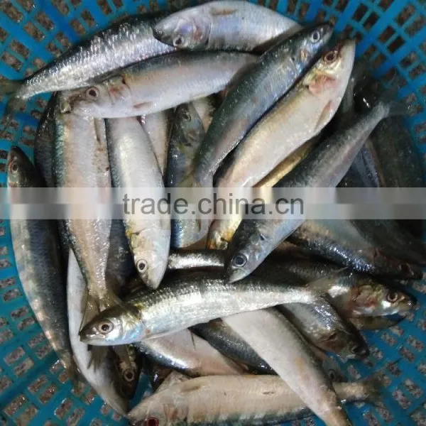 Fresh Sardine for Bait on Sale photo-2