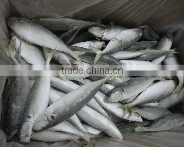 Frozen Good Horse Mackerel Round Scad photo-2