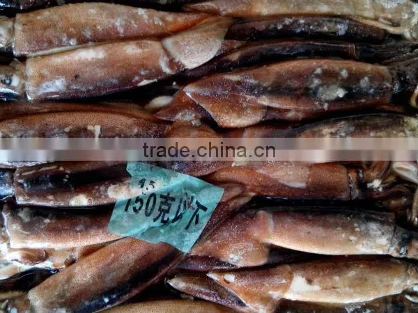 Frozen Argentinus Illex Squid photo-2