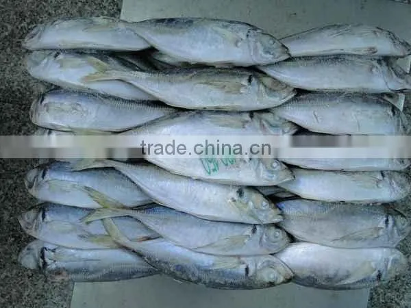 Frozen Horse Mackerel Trachurus Trachurus 20cm+ photo-5