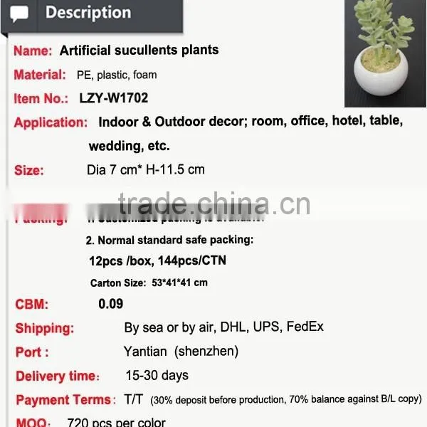 Cutest Succulent Plants Wholesale Mini Tropical Plants photo-2