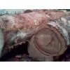 Roko Lumber , Bubinga Lumber , Teak Lumber,tali,azobe,sipon,iroko,sappeli,dossies and Other Lumber Woods and Square and Round Logs photo-2