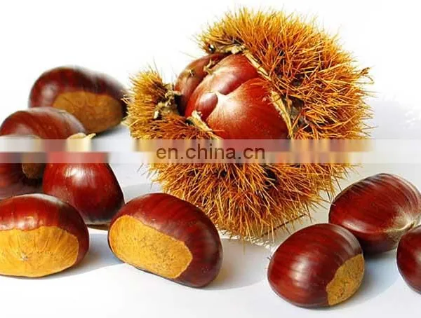 Sweet Chestnut Good Quality Organic Roasted Chestnuts With Shell photo-3