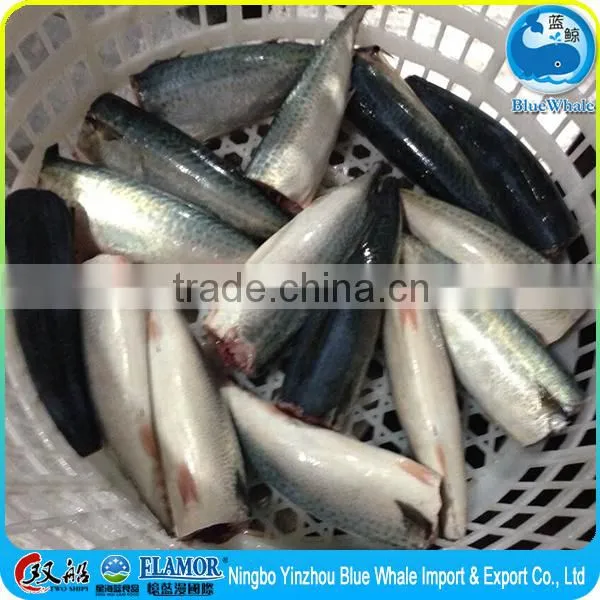 Frozen Pacific Mackerel HGT photo-6