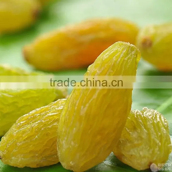 2015 New Crop Best Quality Fruit Products Dried Golden Sweet Raisin photo-3