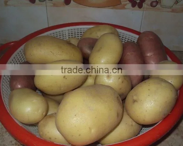 Fresh Hot Sell White Potato photo-4