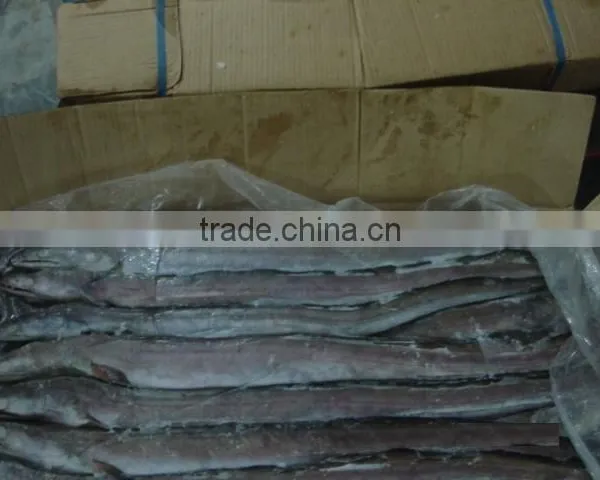 FROZEN CONGER EEL FISH
