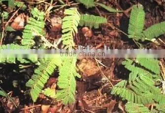 Abrus Herb Extract Powder