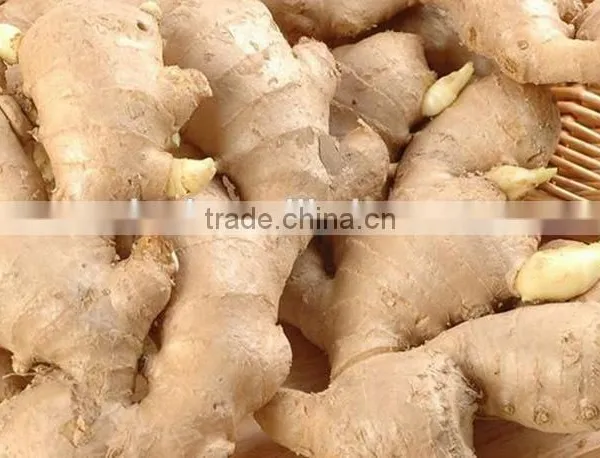 China Dry Ginger Export to Many Countries photo-2