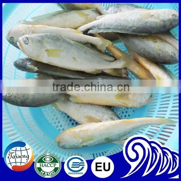 Croaker Fish Seafood Frozen Yellow Croaker Fish Promoting Price photo-3