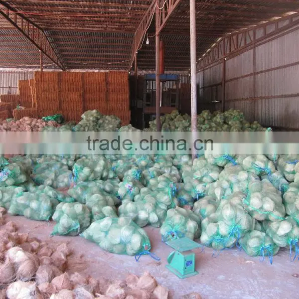 Mature Coconut, Dried Coconut photo-2