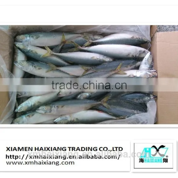 Mackerel Fish Price photo-3