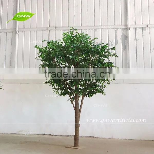 GNW BTR161031-002 8ft Maple Tree Landscaping Autumn Maple Tree photo-2