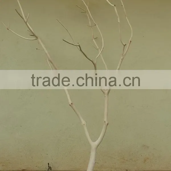 Mafai Tree Branch photo-3