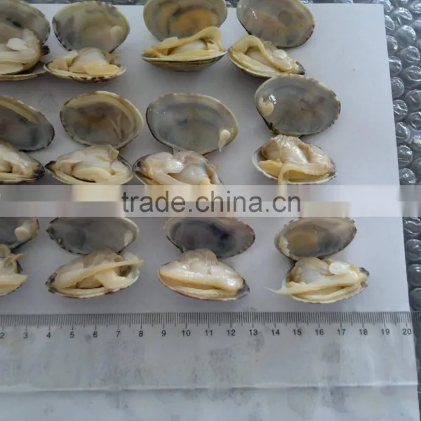 New Season Frozen Vacuum Packed Cooked Short Necked Clam photo-6