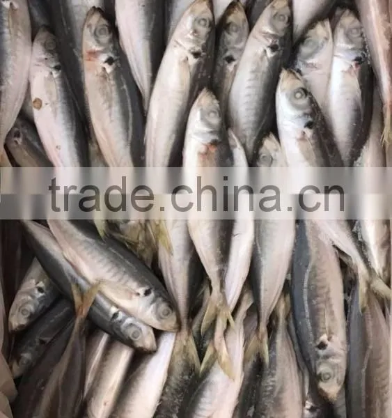 BQF Frozen Horse Mackerel/round Scad photo-4