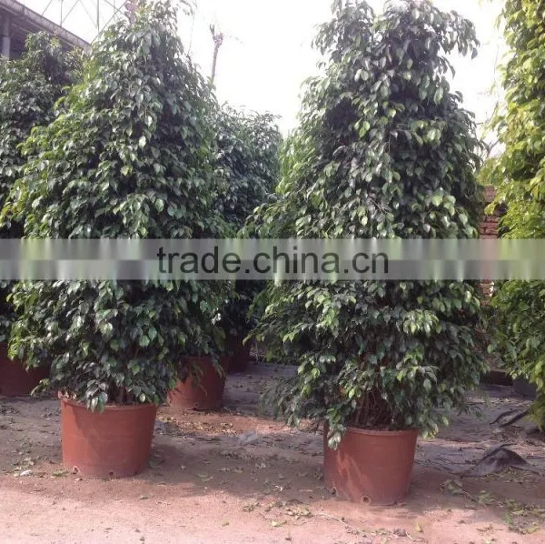 Ficus Benjamina Tower Shape photo-4