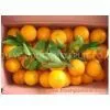 Navel Orange