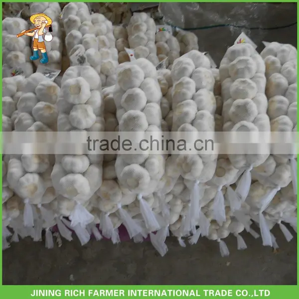 Snow White Garlic 5.0CM, 5.5CM, 6.0CM, 6.5CM Wholesale Garlic