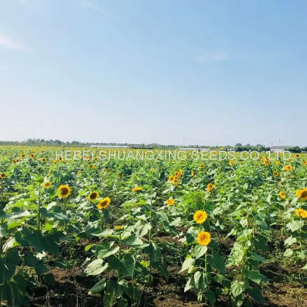 Hot Sales High Yield Giant Dwarf Sunflower Seeds for Sale photo-3