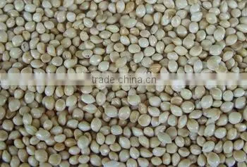 White Millet Bird Food