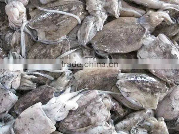 Frozen Whole Round Cuttle Fish/cuttlefish