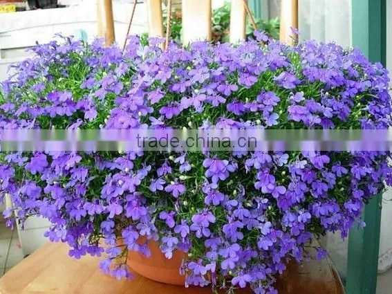 Sessile Lobelia, Lobelia, Flower Seeds , Herb Seed,vegetalbe Seed,fruit Seed,grass Seed photo-2