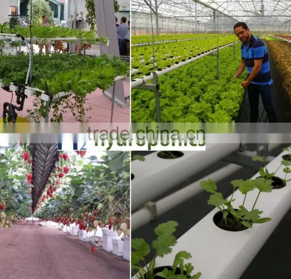 Hydroponics NFT Systems For Greenhouse