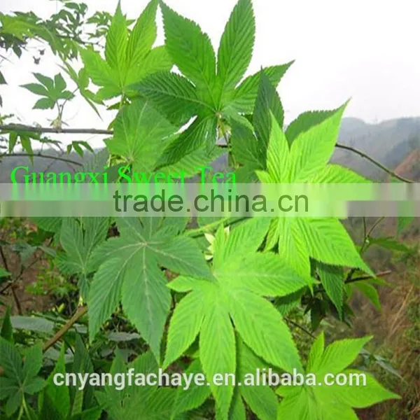 Free Samples Factory Price Sweet Green Tea photo-4