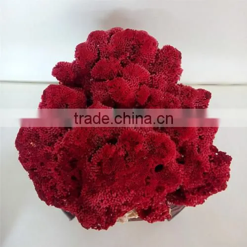 2015 Best Sale Coral Fossil for Home Decoration photo-2