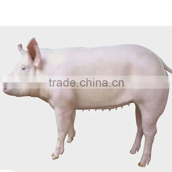 Cheap Farm Slaughter House Farm Machinery Agriculture Equipment 10 Beef /Big Cattle, 30 Hogs/Pig, or 50 Sheep/Goat per Day