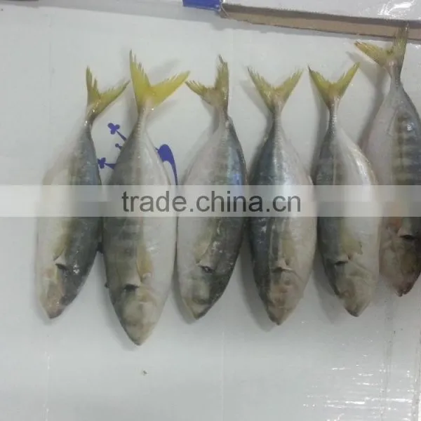 FROZEN YELLOW TAIL SCAD WHOLE ROUND photo-2