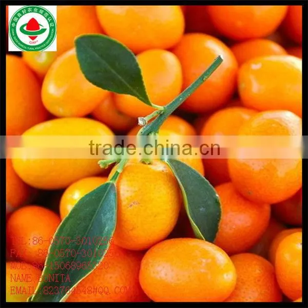 Fresh Mandarin Orange Citrus Fruit