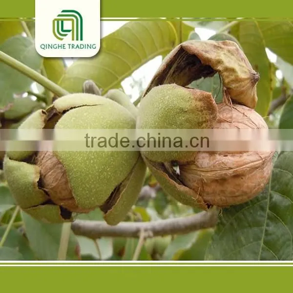 Dried Fruit Walnut and Walnut Kernels Walnut Without Crust for Sale photo-4