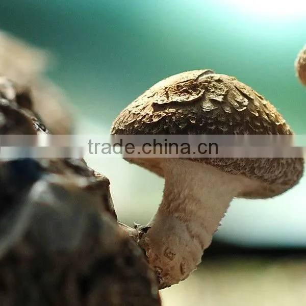 2016 New Crop Canned Shiitake photo-4