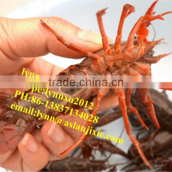Shrimp Grader Machine /crayfish Grading Machine photo-3
