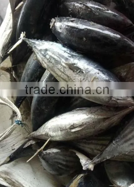 Sikpjack Tuna/tuna Thailand photo-2