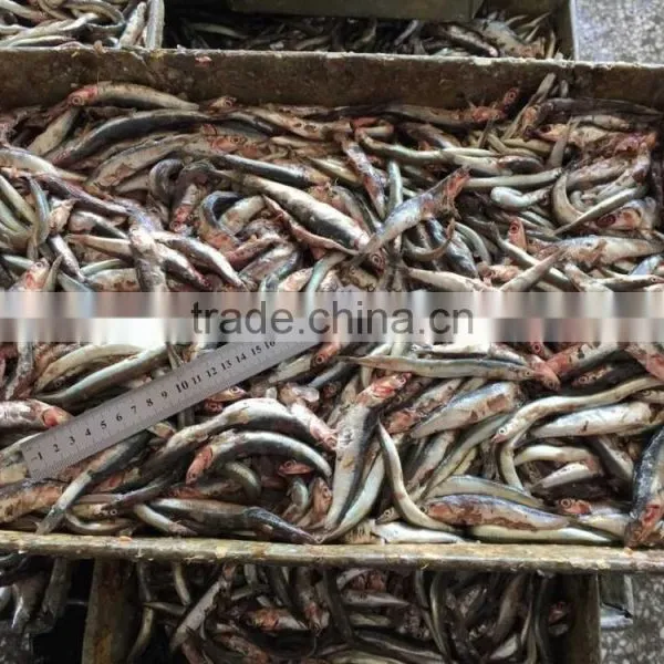 New Landing Fresh Frozen Anchovy photo-3