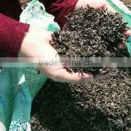 Chopped Sargassum Seaweed photo-4