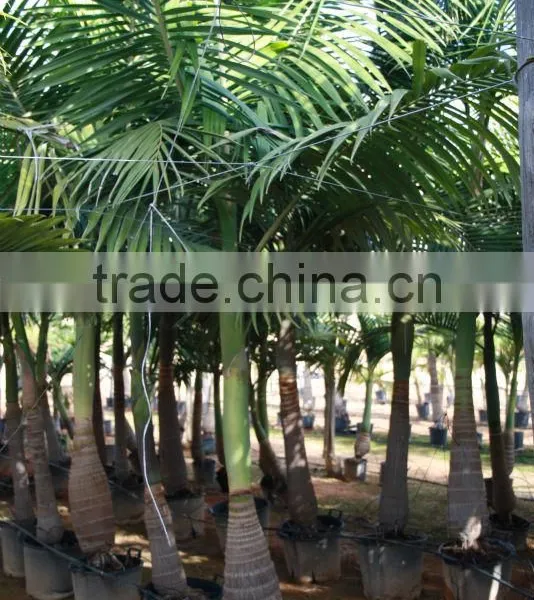 Archontophoenix Alexandrae "Alexander Palm" Size 175/250 photo-2