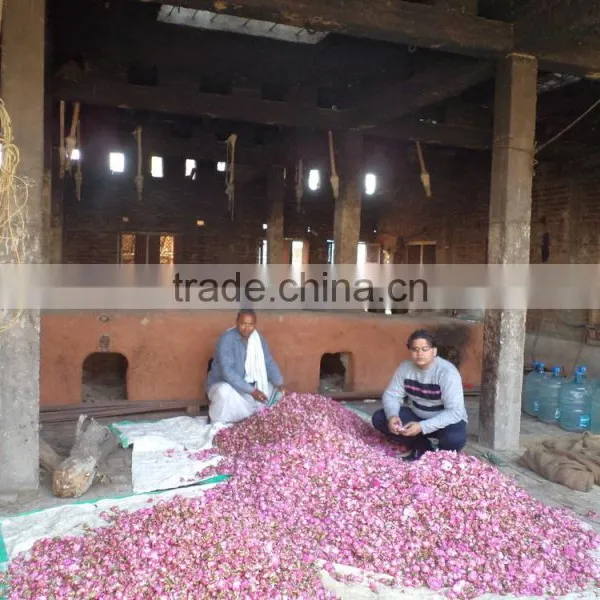 Rose Oil/Pure /Natural/100% Indian Therapeutic Grade Rose Oils photo-5