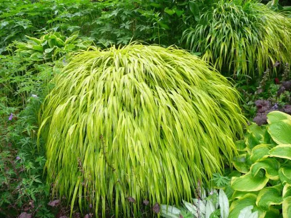 Olive Green Customized Size Ornamental Garden Plants 40-60cm Multicolor