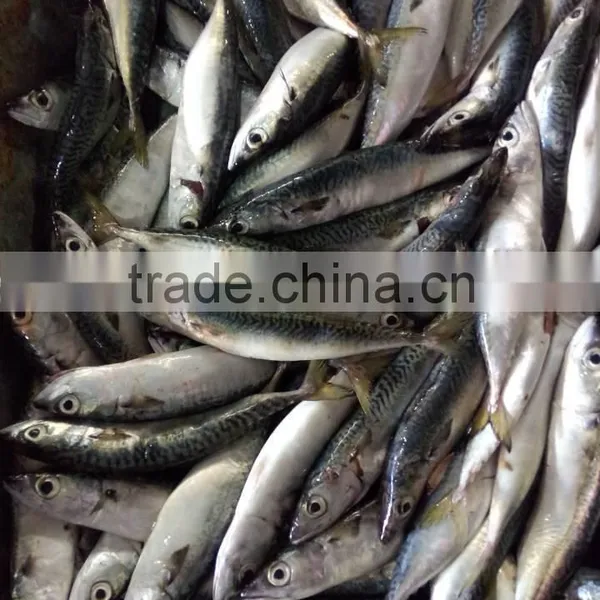 Frozen Good Quality Pacific Mackerel Fish Sea Frozen photo-2