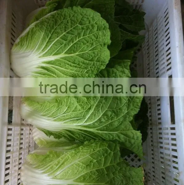 Sell New Crop Chinese Cabbage Brother Kingdom