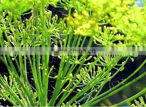 Dill Seed Oil Indian /Dill Seed Oil Indian