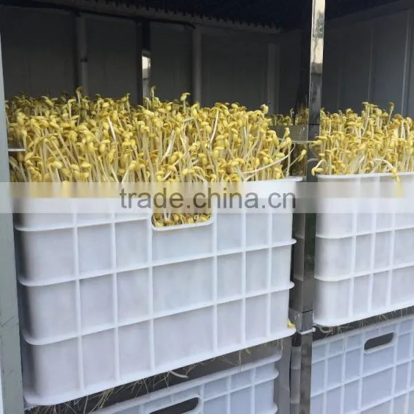Automatic Bean Sprouting Machine photo-6