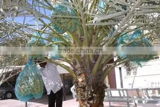 HDPE Date Palm Tree Bag photo-4