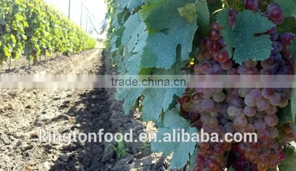 Taste Sweet and Seedless Dried Red Raisin photo-3